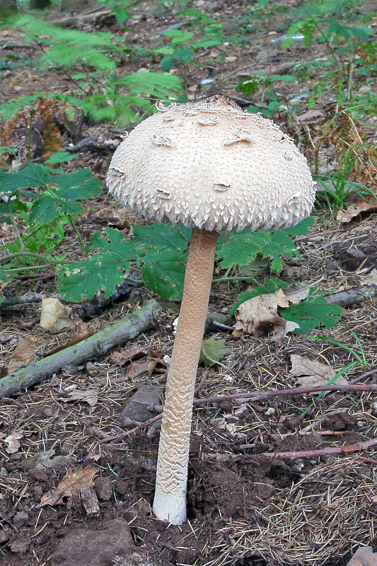  Image name: Mazza di Tamburo8.jpg 
 width: 533 pixel 
 height: 800 pixel 
 Size: 248097 bytes 
 Click to enlarge 